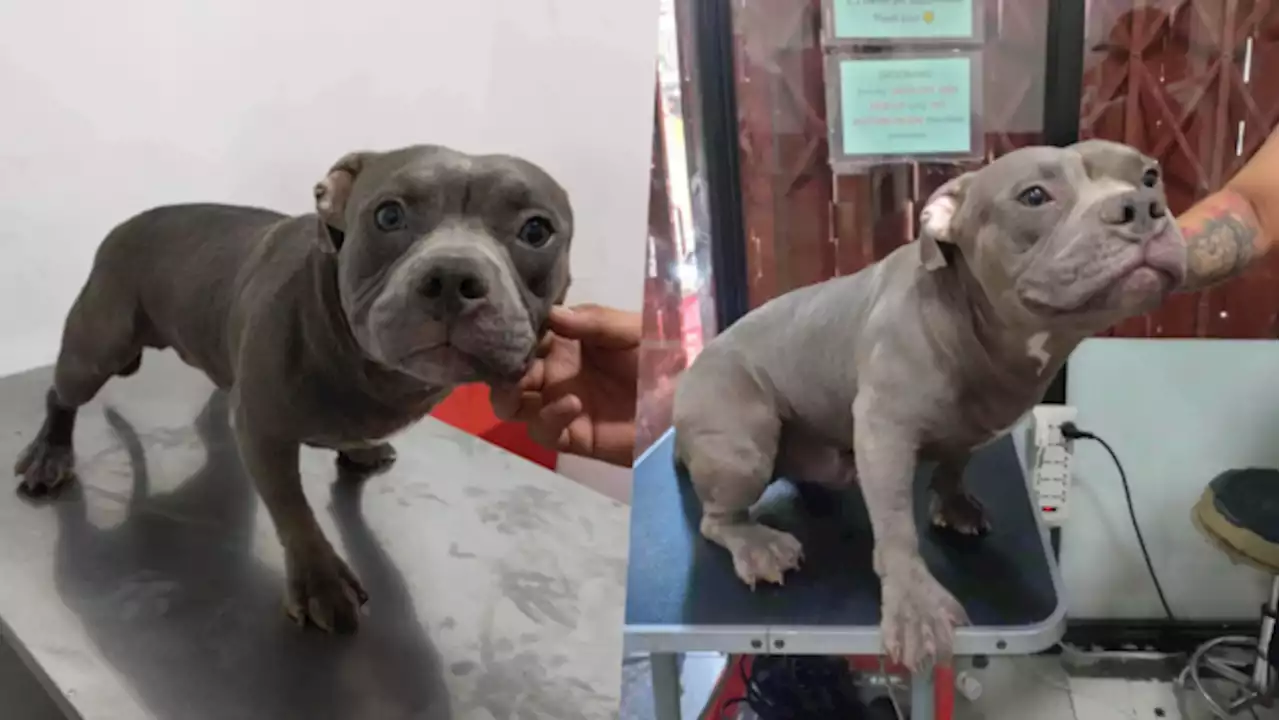 Abandoned dog ‘Blue’ finds new home at Caloocan City vet clinic