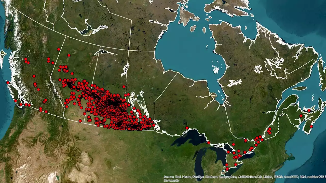 Canada's 'Super Pig' problem is now super big and cannot be contained