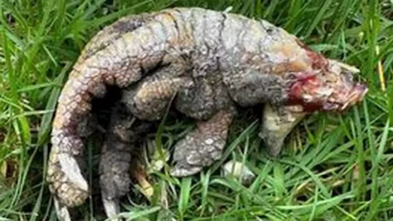 Mujer halla ‘garra de dinosaurio’ en su jardín