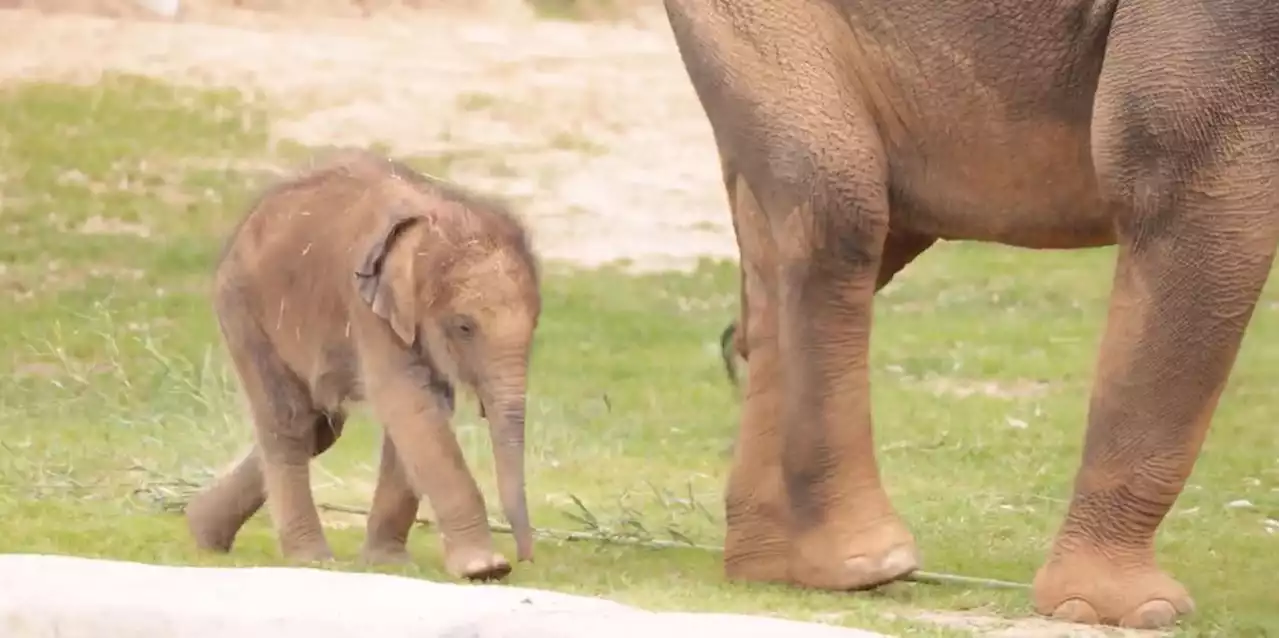 Fort Worth Zoo's Newest Baby Elephant Makes First Public Appearance