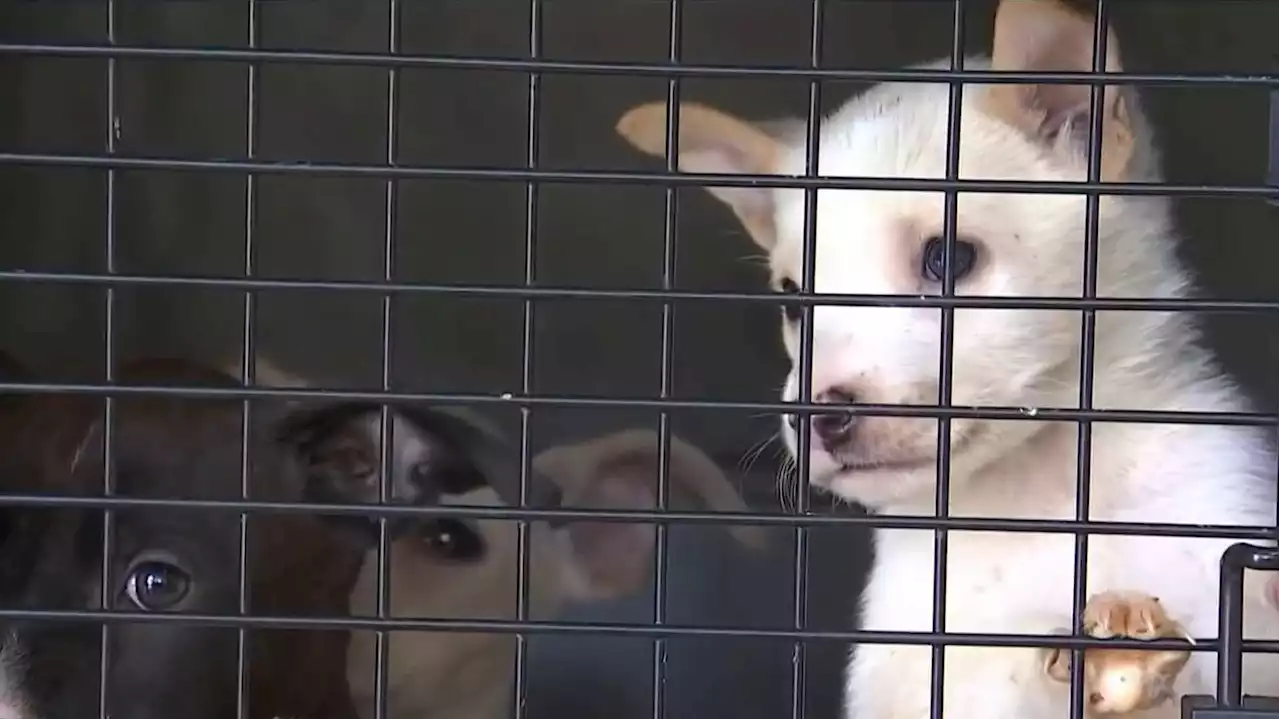 Dogs on Brink of Death Rescued From Lancaster 'Dog Dumping' Ground