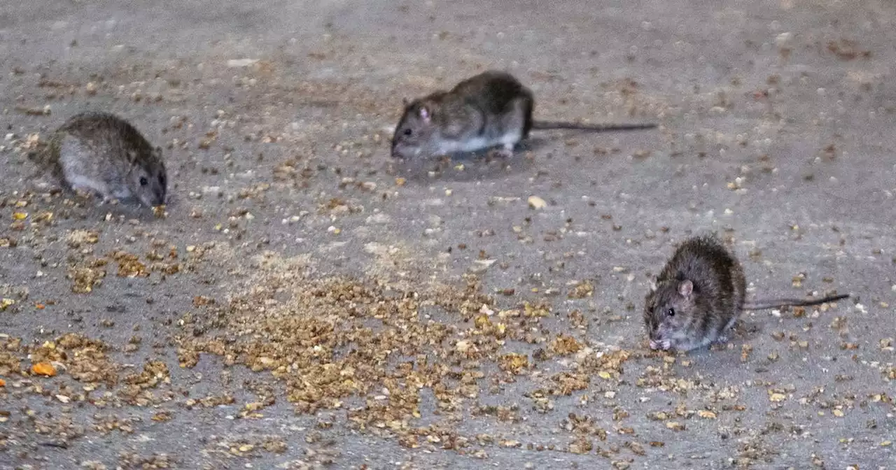 Four Neighborhood ‘Zones’ Will Get Extra Help Fighting Rats