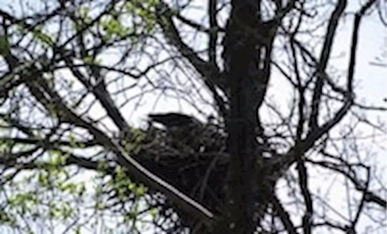 Two baby eagles hatch, off-camera, in famous couple’s new D.C. nest