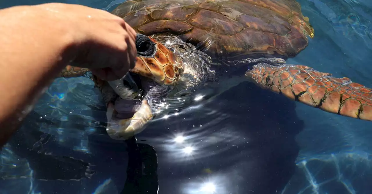 Is global warming helping loggerhead turtles colonise the Med?