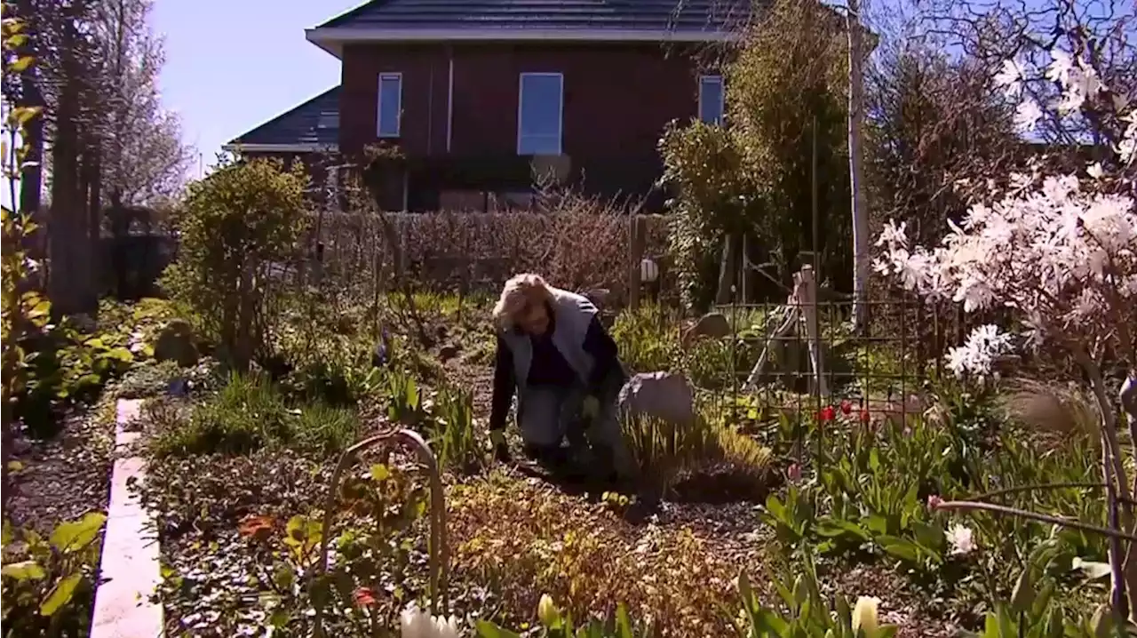 Onderzoek in Meppel: bezitters van groene tuin zijn gezonder