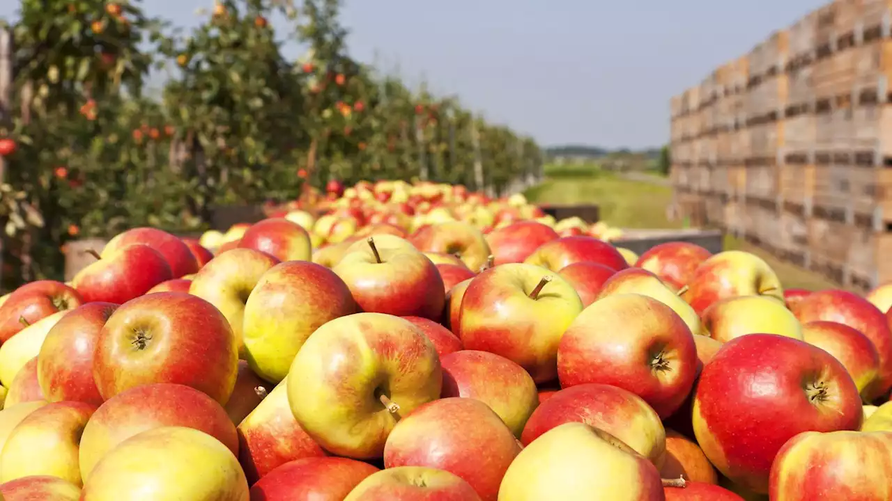 British apples under threat: How Brexit, supermarkets and the cost of living pushed growers to the brink