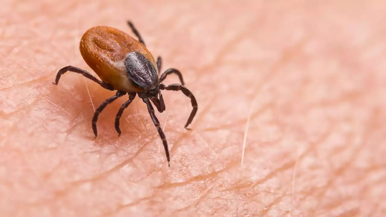 Tick-borne virus detected in several areas in England, UKHSA warns