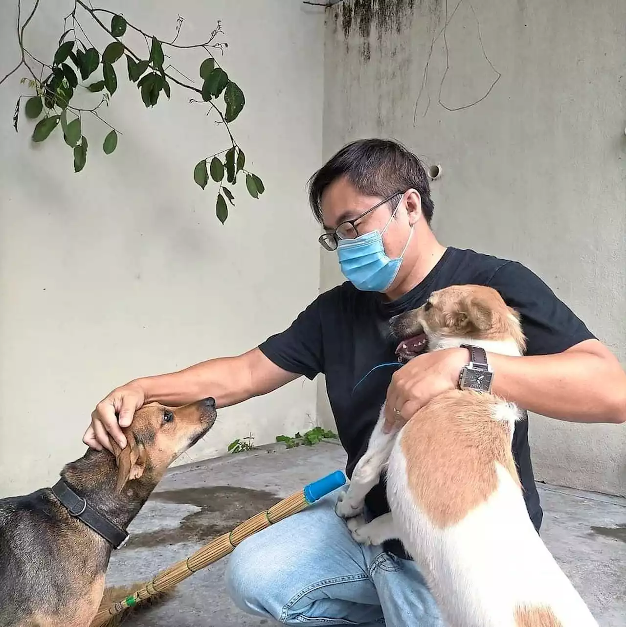 Animal lover warns of strays being killed in Penang