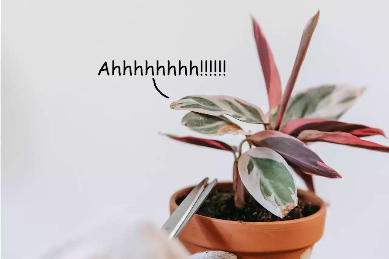 QuickCheck: Is it true that plants can scream?