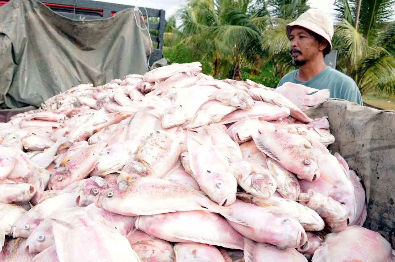 QuickCheck: Is tilapia a toxic fish to eat, as claimed in a viral message?