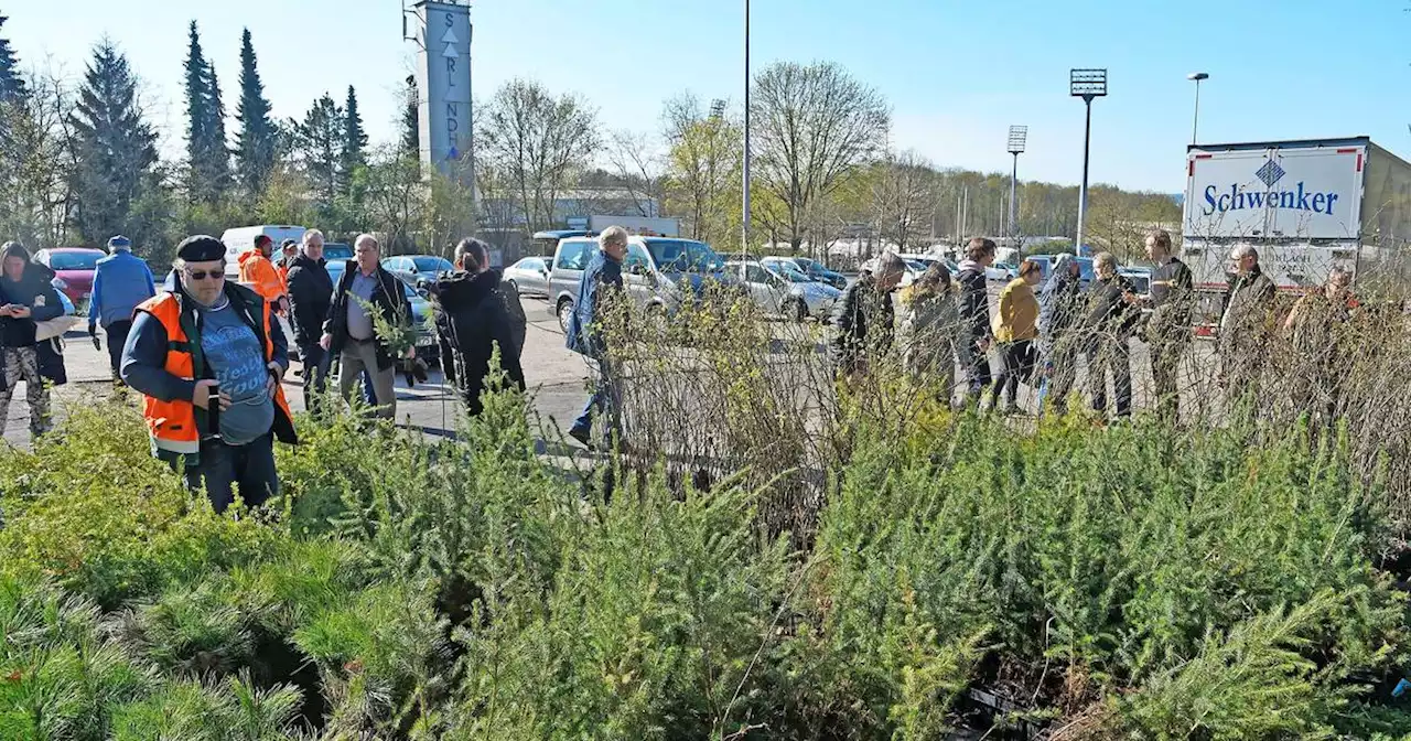 „Mehr Bäume Jetzt“: Buchen, Eichen, Fichten und Kiefern: Mehr als 5000 Jungbäume in Saarbrücken verschenkt