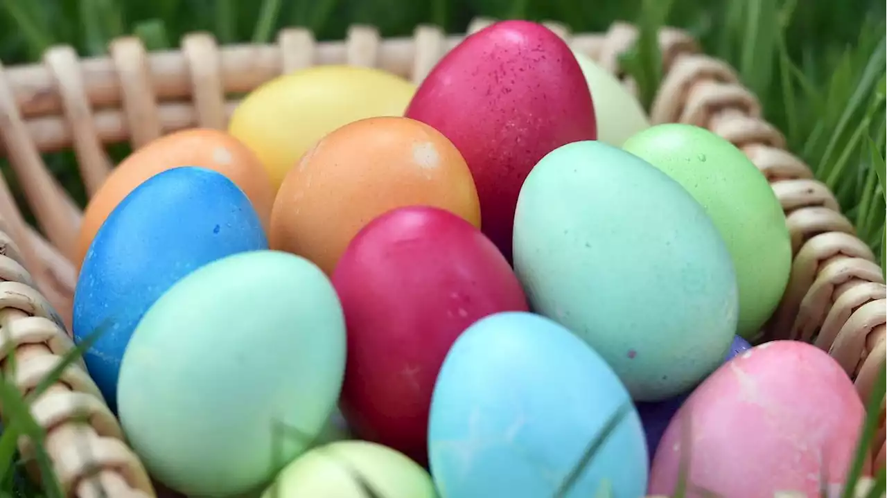 Eier zu Ostern besonders teuer: Hennen in Brandenburg sind überaltert