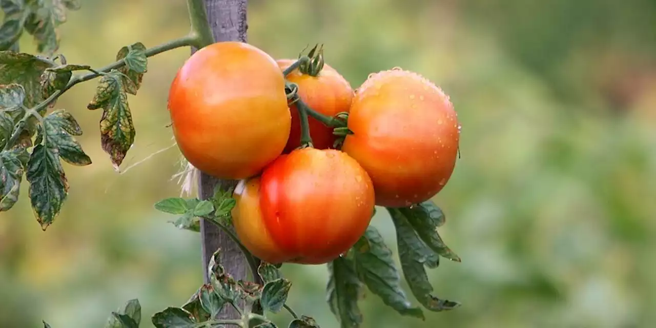 Akustik von Pflanzen: Unerhörter Lärm gestresster Tomaten