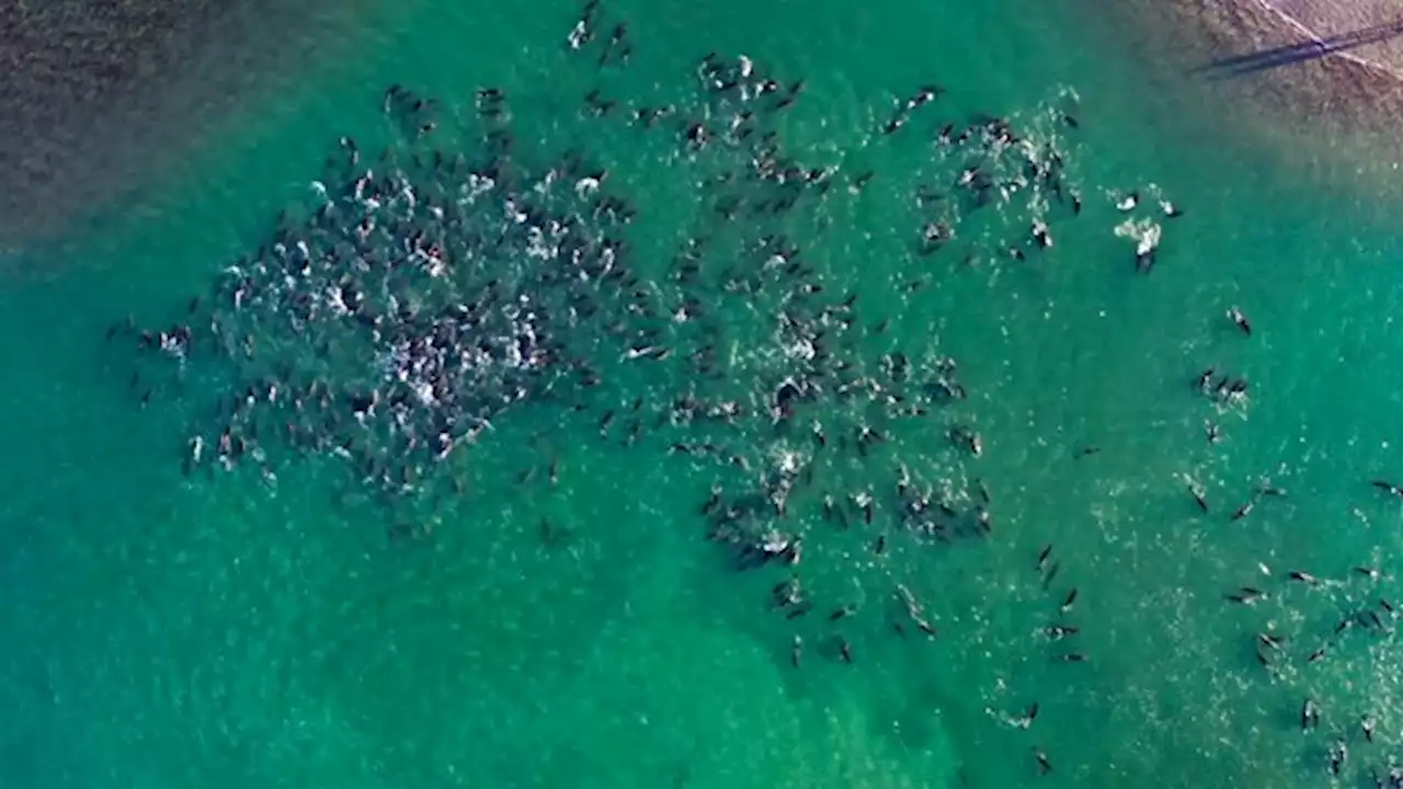 Unos 300 delfines fueron rescatados luego de quedar varados en el Golfo San Matías