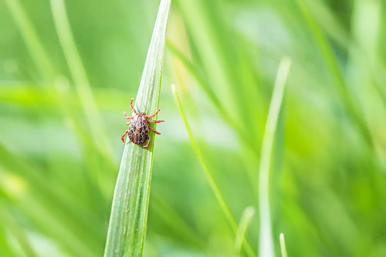 Warning as deadly 'brain swelling' disease found in UK - the signs you must know