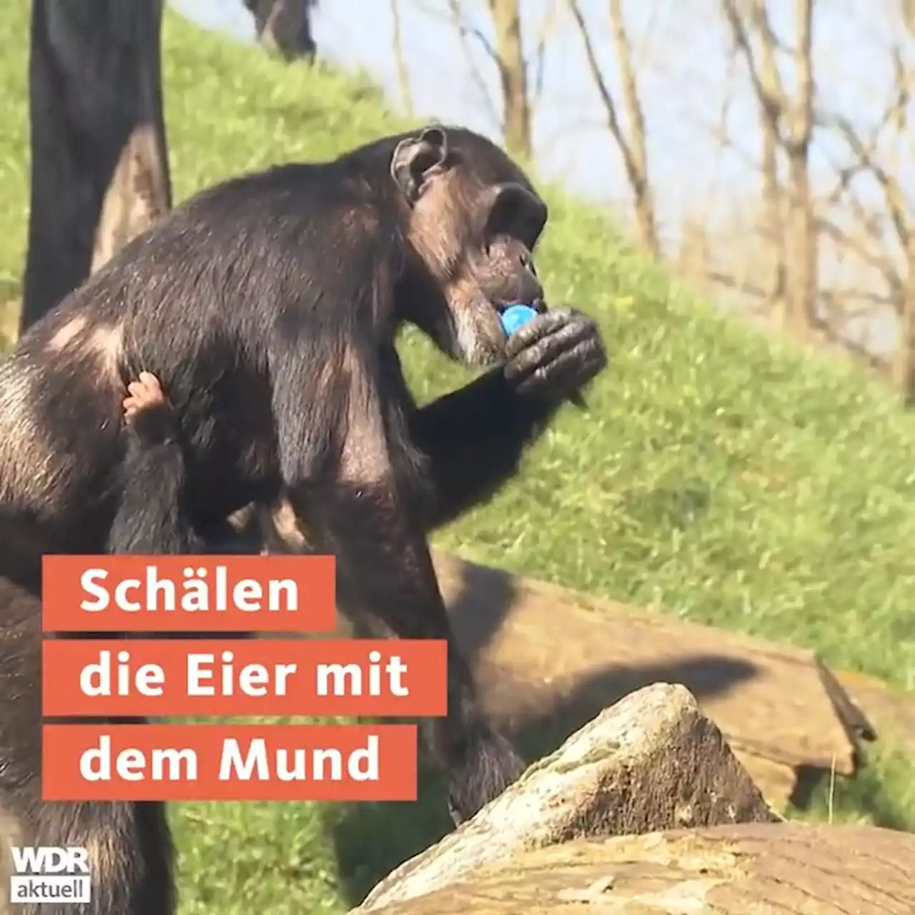 Schimpansen suchen Ostereier im Zoo in Gelsenkirchen