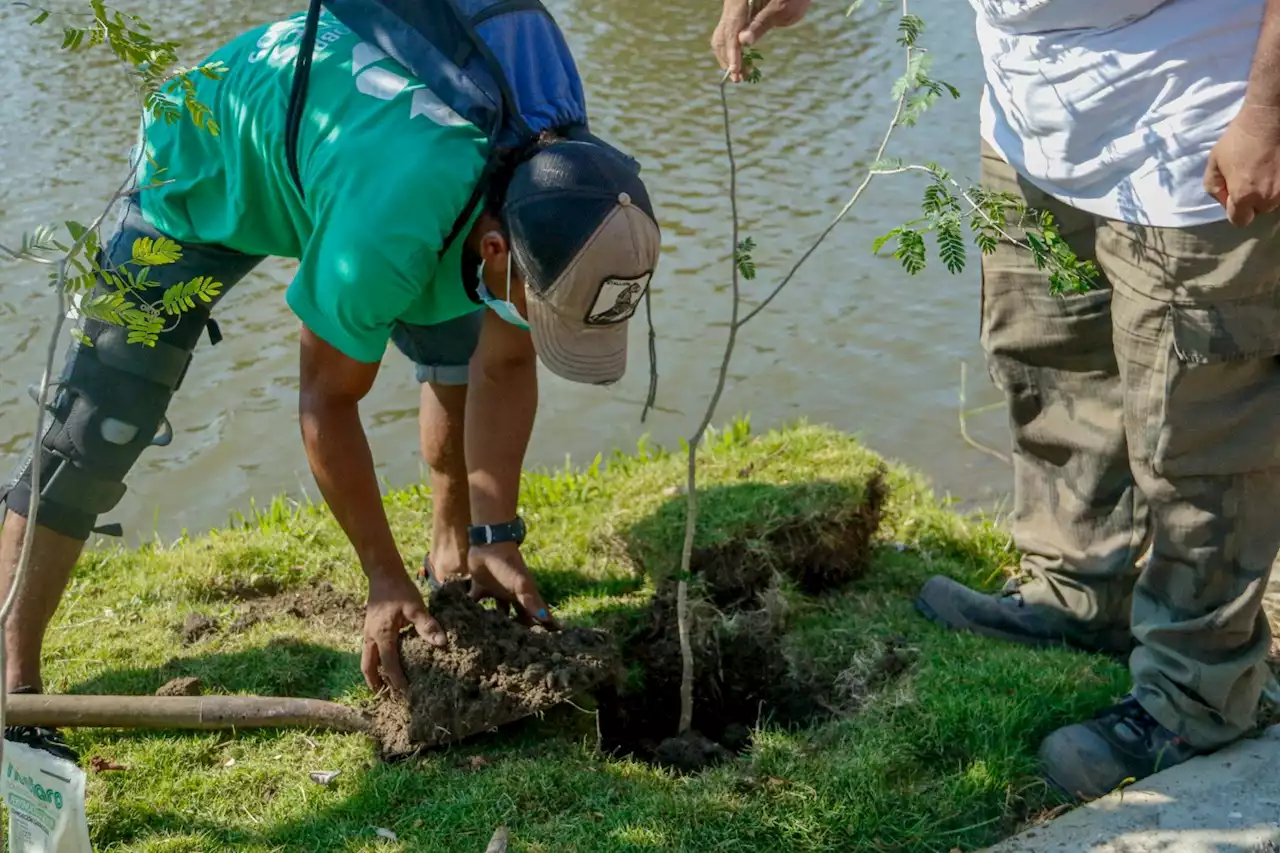 Naciones Unidas reconoce a Santa Marta como una de las ‘Ciudades Árbol del Mundo’