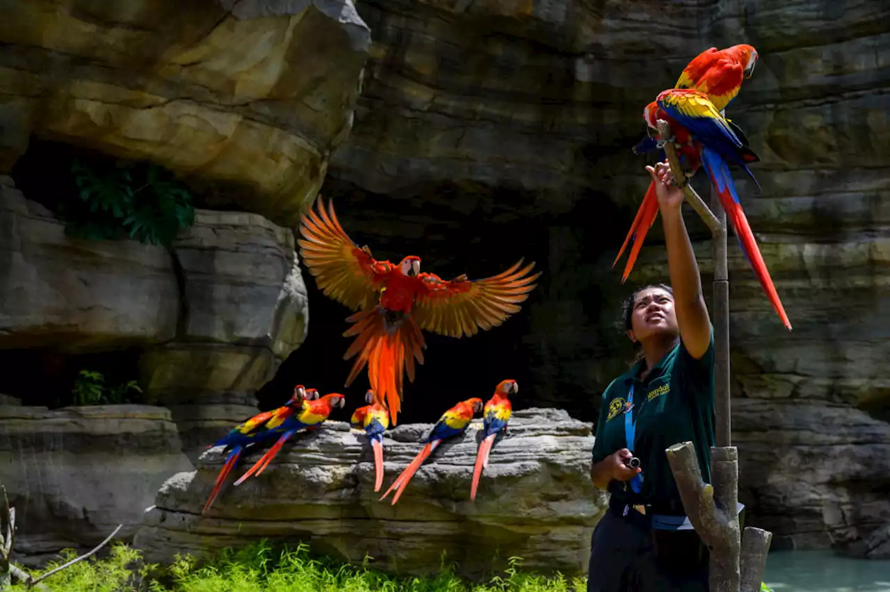 First look: Birds moving into their new home at Singapore Bird Paradise (Photos)