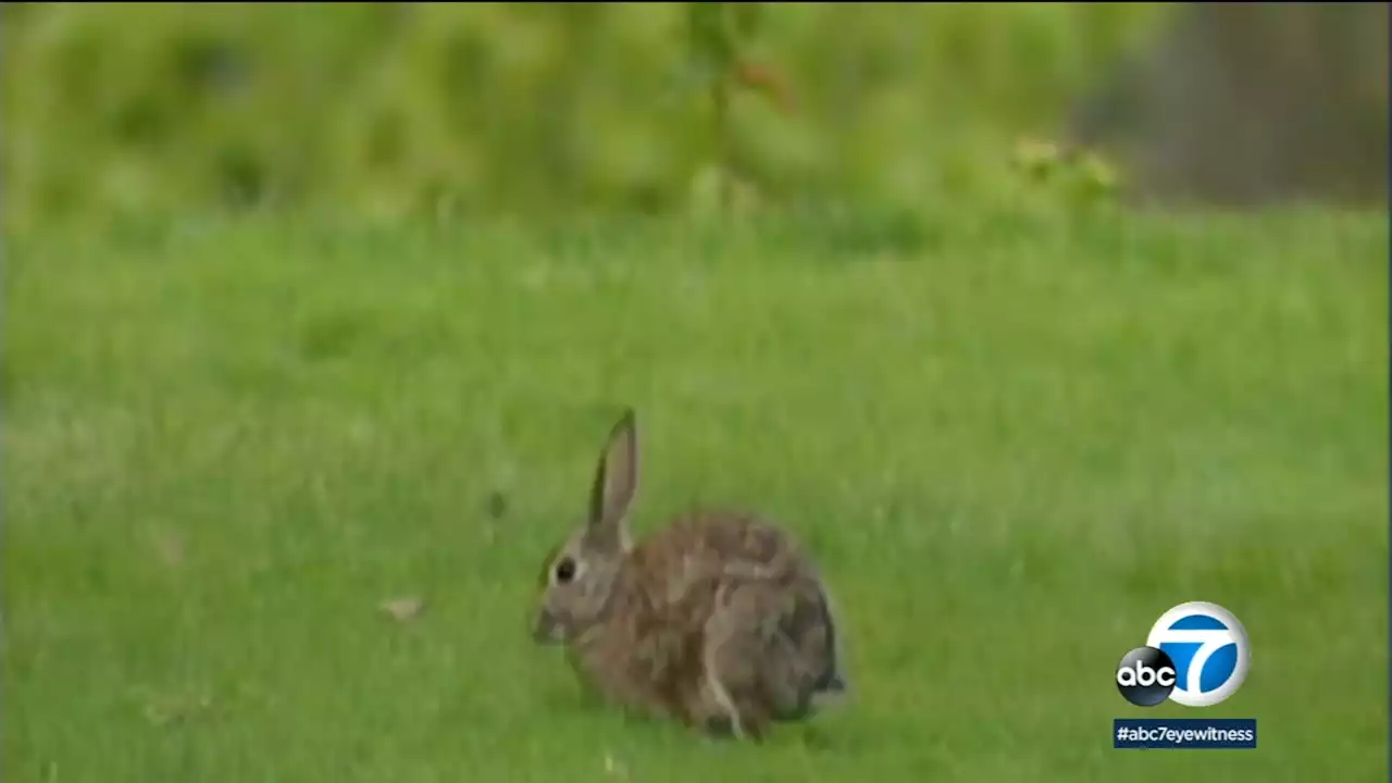 Rabbit rescue groups across SoCal are urging people not to buy bunnies as Easter gifts