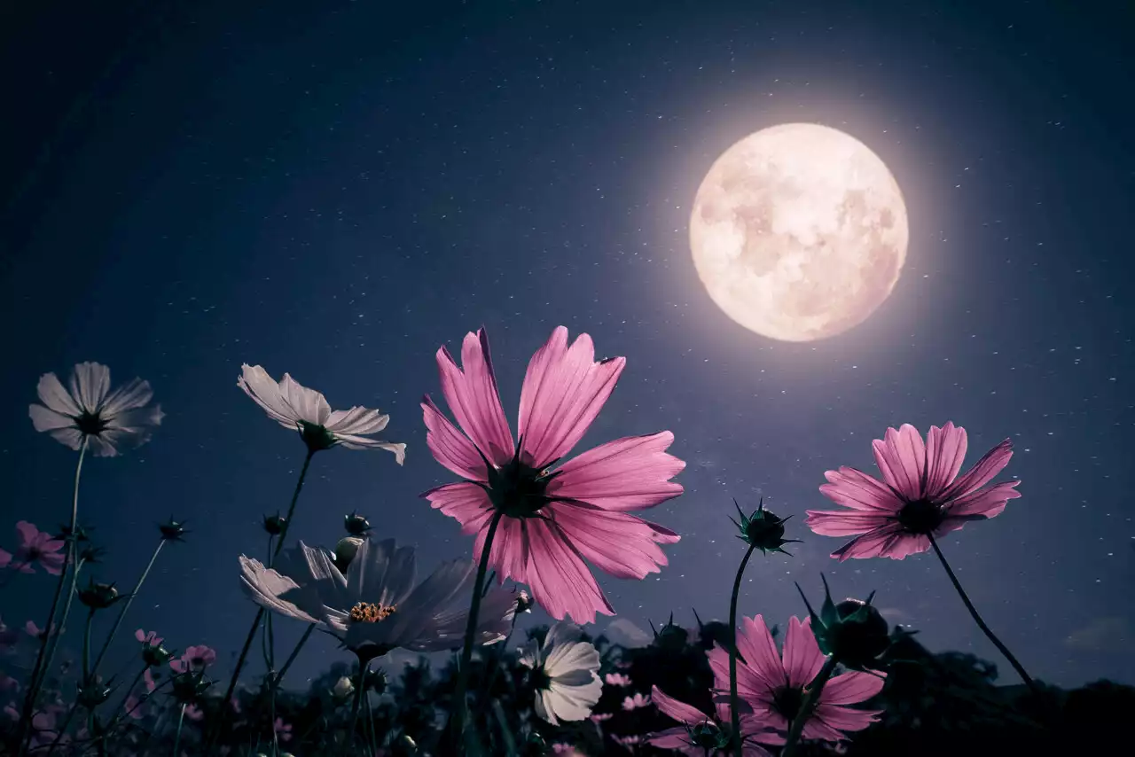 Pleine lune : pourquoi parle-t-on de lune rose pour celle du mois d'avril ?