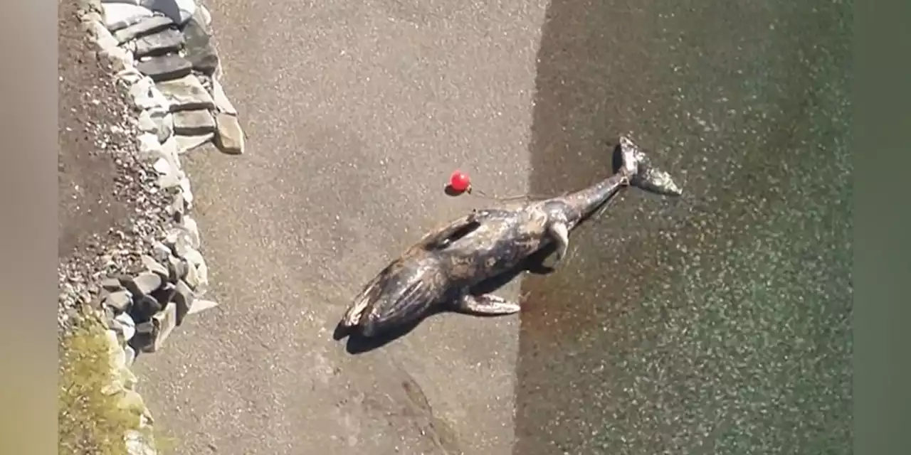 40-foot gray whale washes up on beach likely killed by boat, biologists say