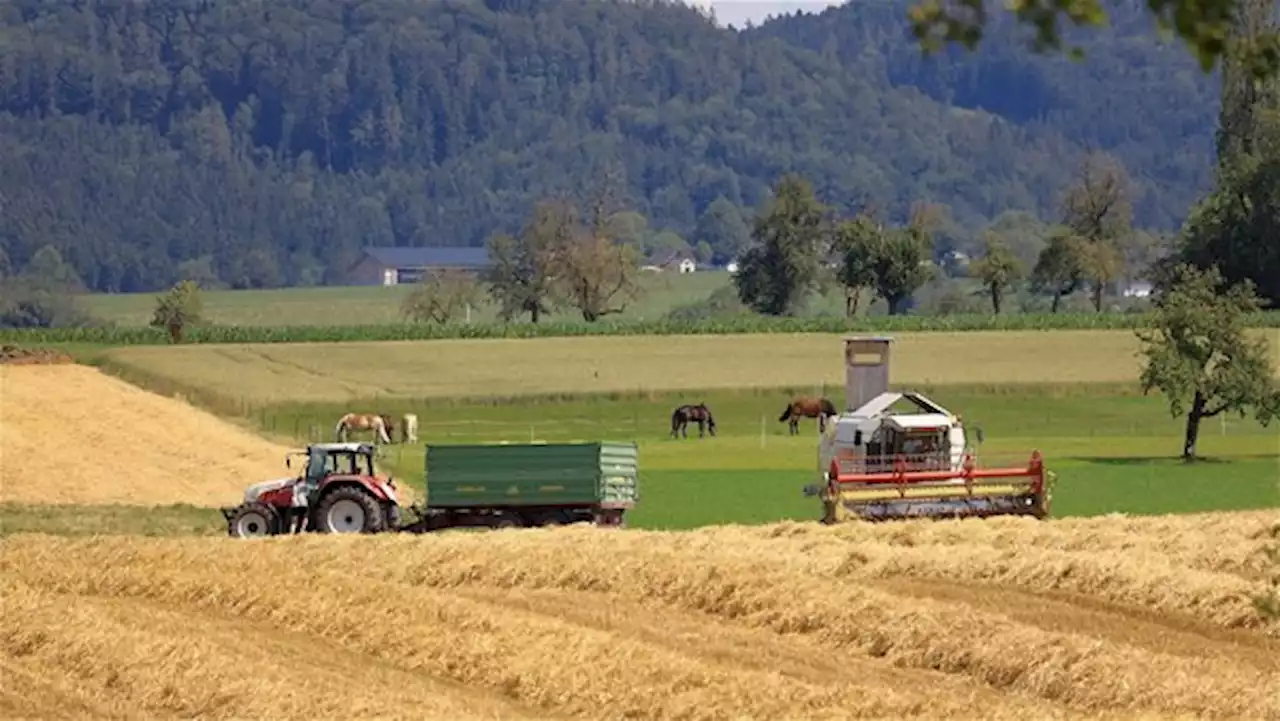 Nach einer katastrophalen Ernte 2021 normalisiert sich die Situation am Getreidemarkt - bauernzeitung.ch