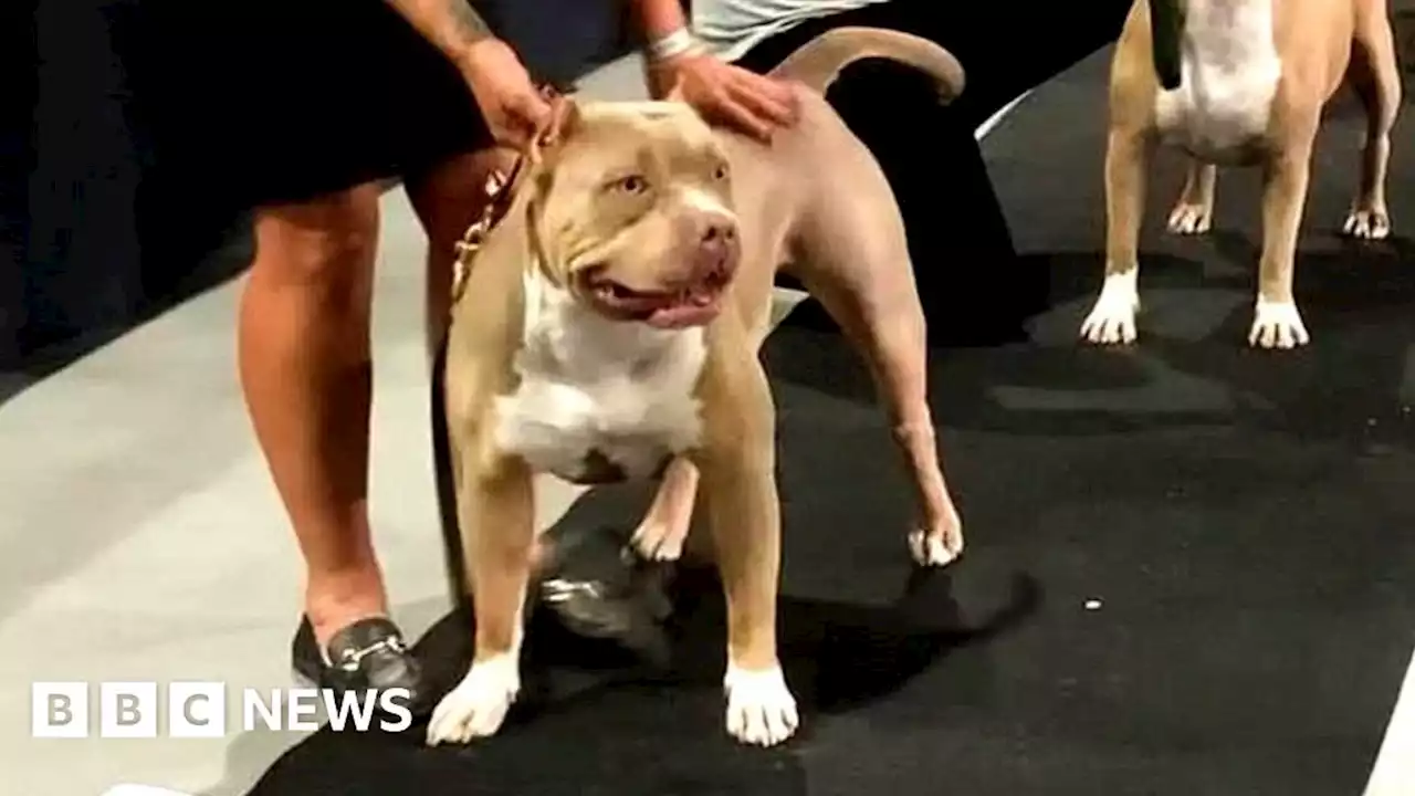 Dog show called off again in Manchester over ear crops