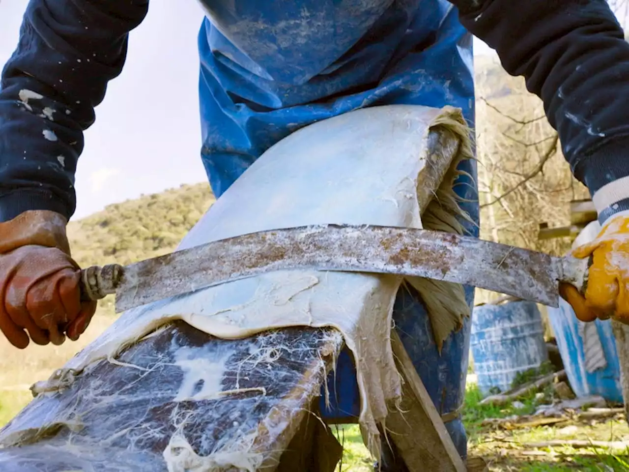 Meet the artisan reviving the art of parchment-making in Turkey