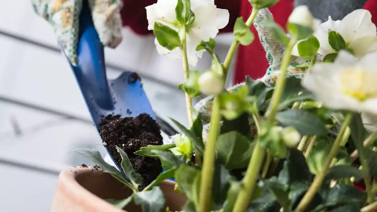 Warum Eierschalen gut für den Boden im Beet und Garten sind