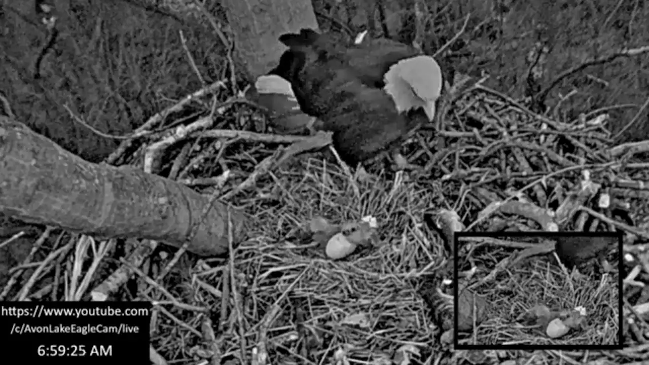 2nd bald eagle egg hatches in Avon Lake nest, 1 egg left