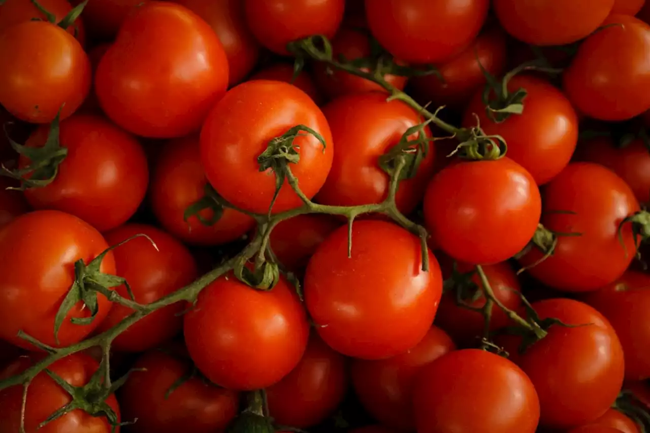 Fongicide : des tomates en grappes contaminées rappelées dans toute la France