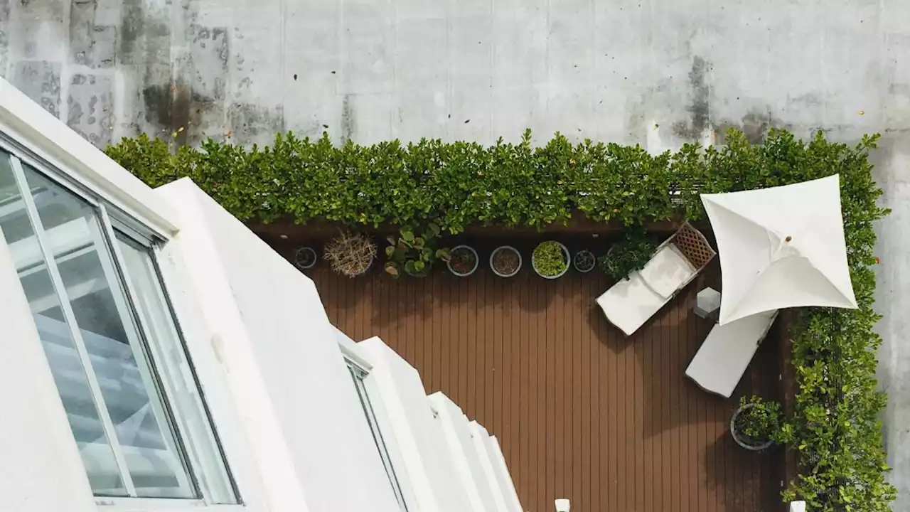 Piante da esterno per il balcone: le 10 migliori, dalla lavanda alle piante grasse