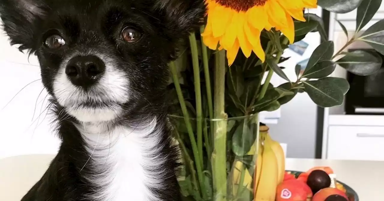 Tiny Scots dog scoffs Easter egg nearly its own size before being rushed to vet