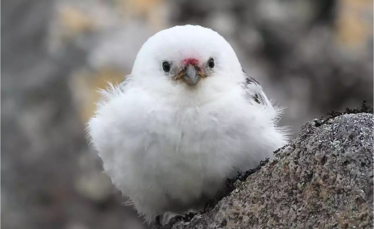 One of America’s Rarest Birds Lives on Alaska’s Loneliest Island. Scientists Are Finally Exploring Their Private Kingdom