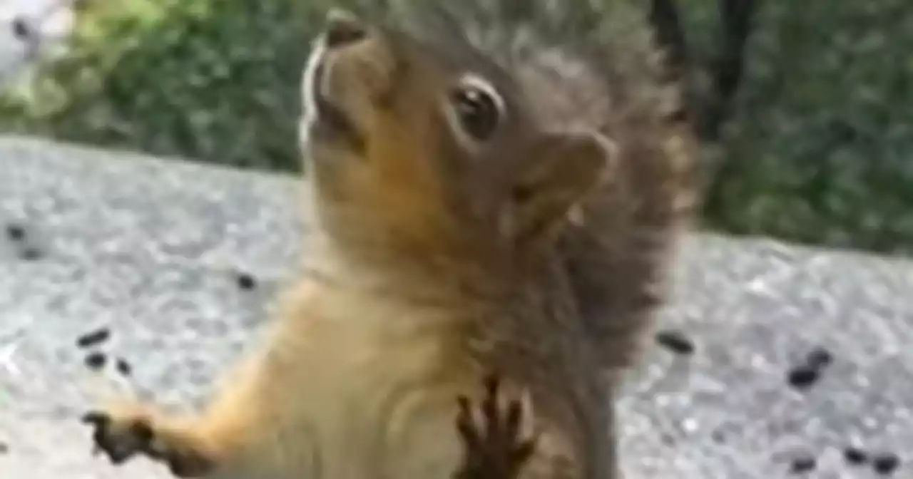 This squirrel learned to ring a bell when he wants nuts — and people are obsessed