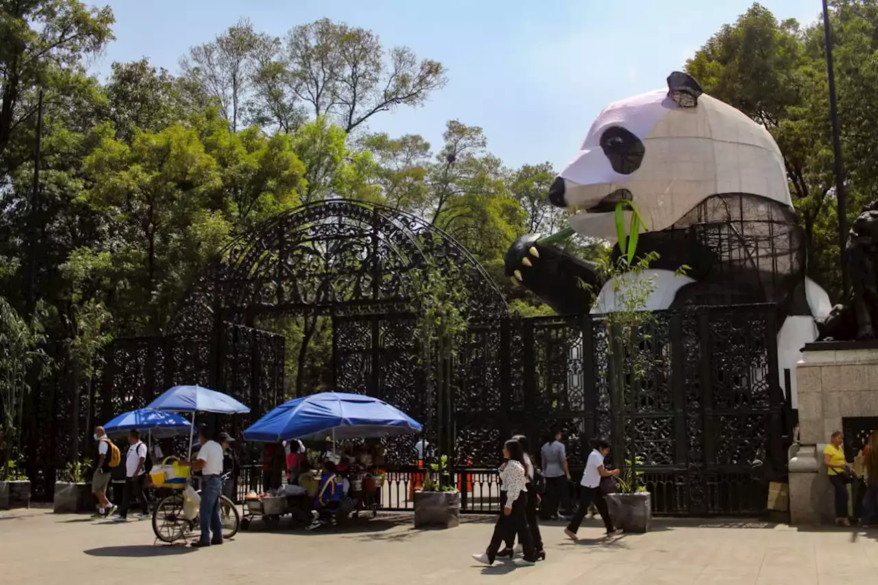 “Oso panda gigante” causa sensación en el Bosque de Chapultepec por los 100 años del zoológico | El Universal