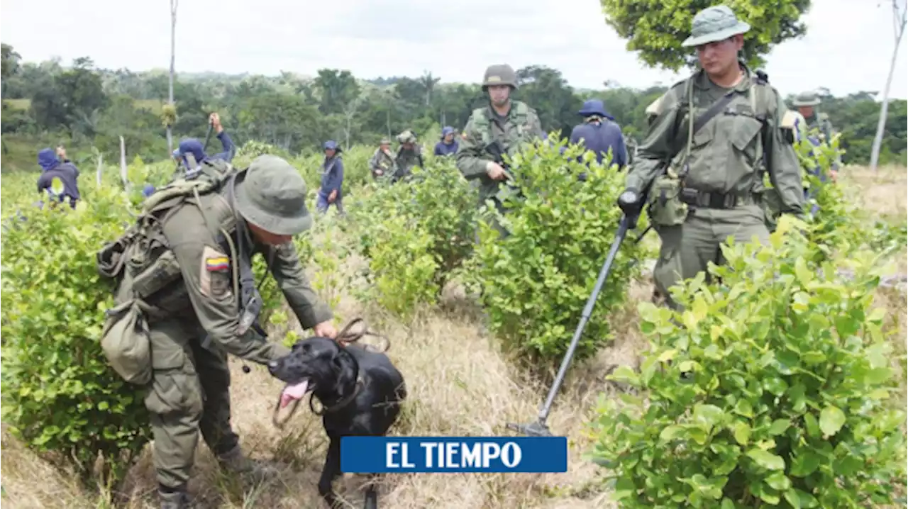 Erradicación forzada de coca: ¿en qué van los operativos de la Fuerza Pública?