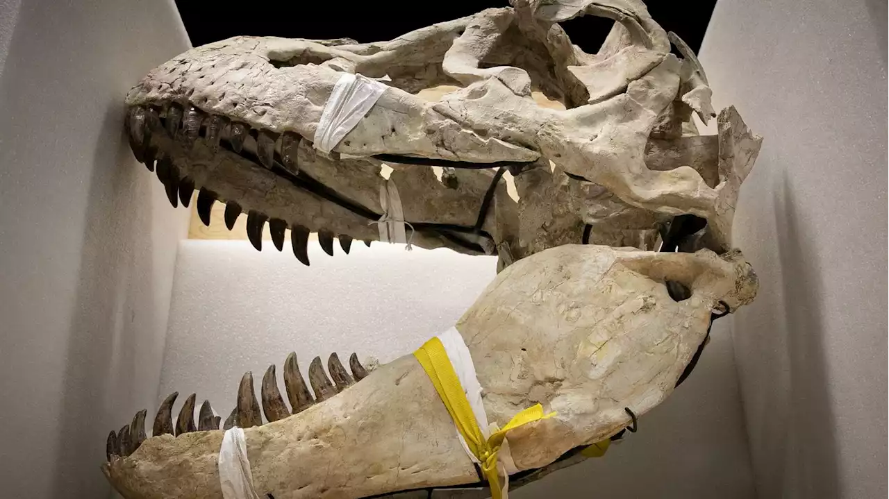 Avec l'exposition 'trésors des Collections : Fossilisations exceptionnelles' : le Paléospace propose un voyage de 150 millions d'années