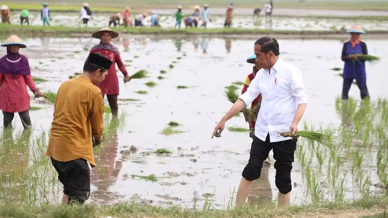 Atasi Krisis Pupuk Kimia, Presiden Joko Widodo Dorong Penggunaan Pupuk Organik