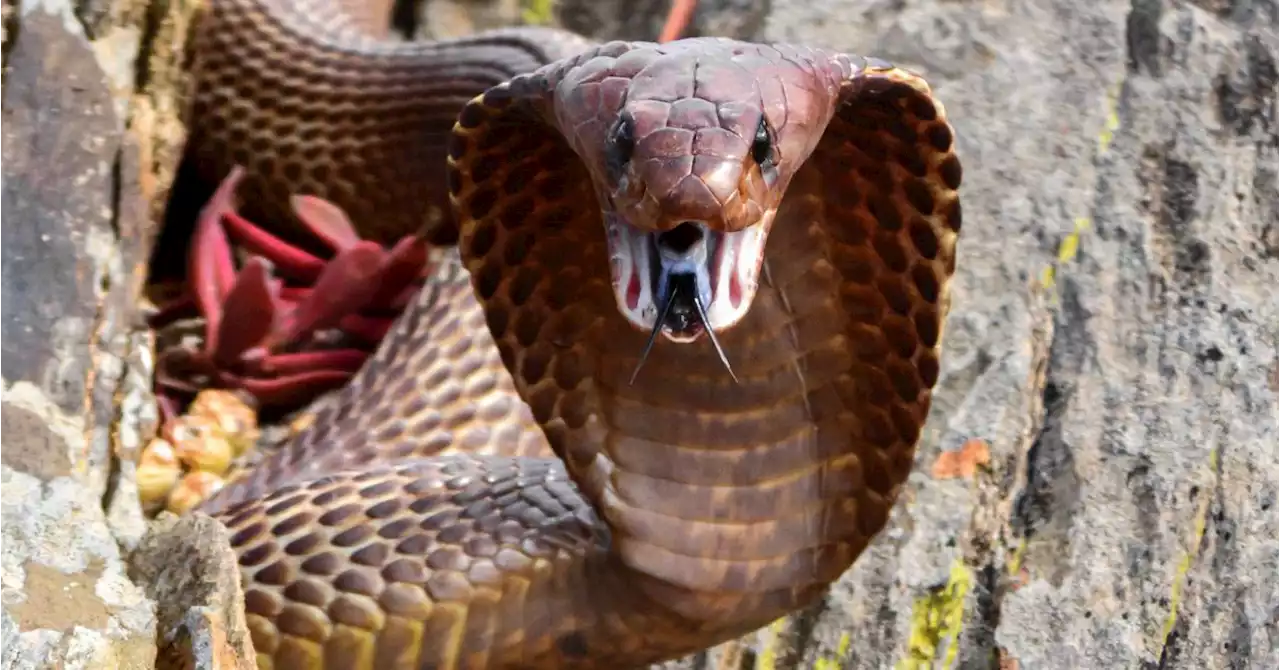 Pilot Faces Horrifying ‘Snakes On A Plane’ Moment With Cobra In Cockpit