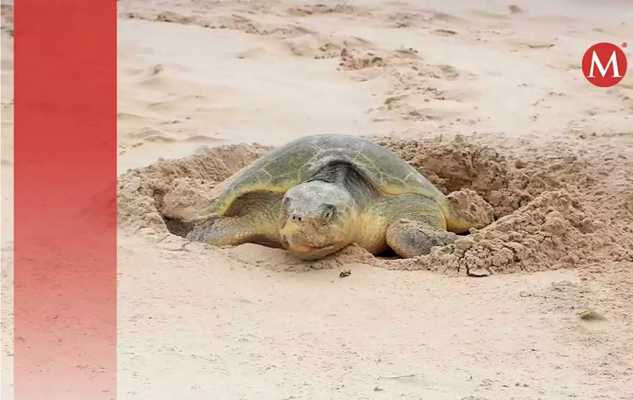 Arriban tortugas Lora a playa Miramar durante Semana Santa 2023