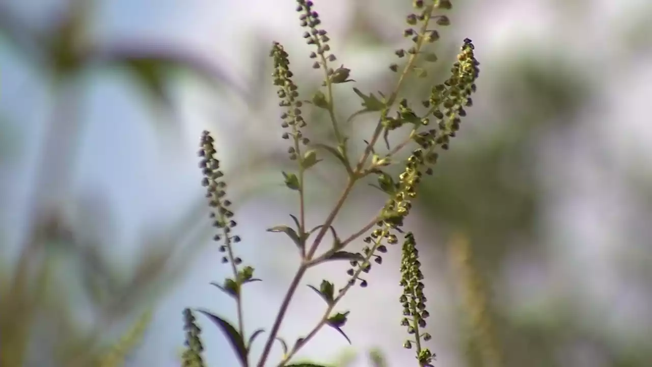 Seasonal Allergies Could be Worse This Year Thanks to All the California Rain