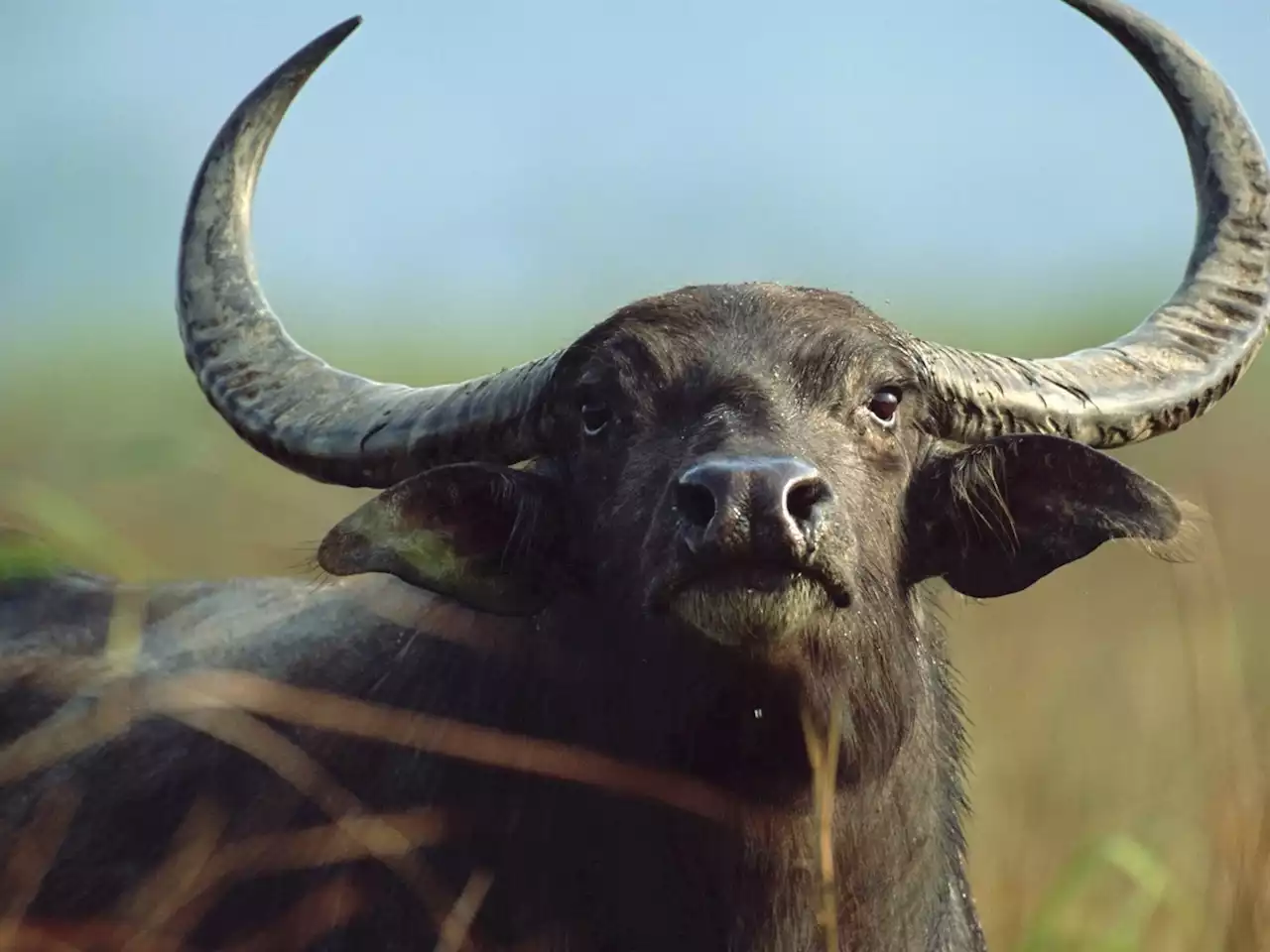 13-year-old killed by a buffalo near Botswana game reserve | News24