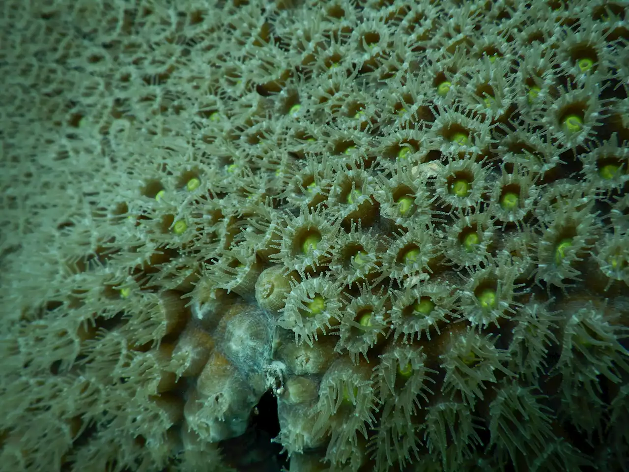 Newly discovered probiotic could protect Caribbean corals threatened by deadly, devastating disease