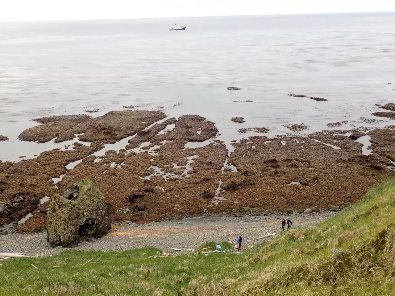 How scientists helped Alaska’s “Rat Island” shake off its namesake rodents