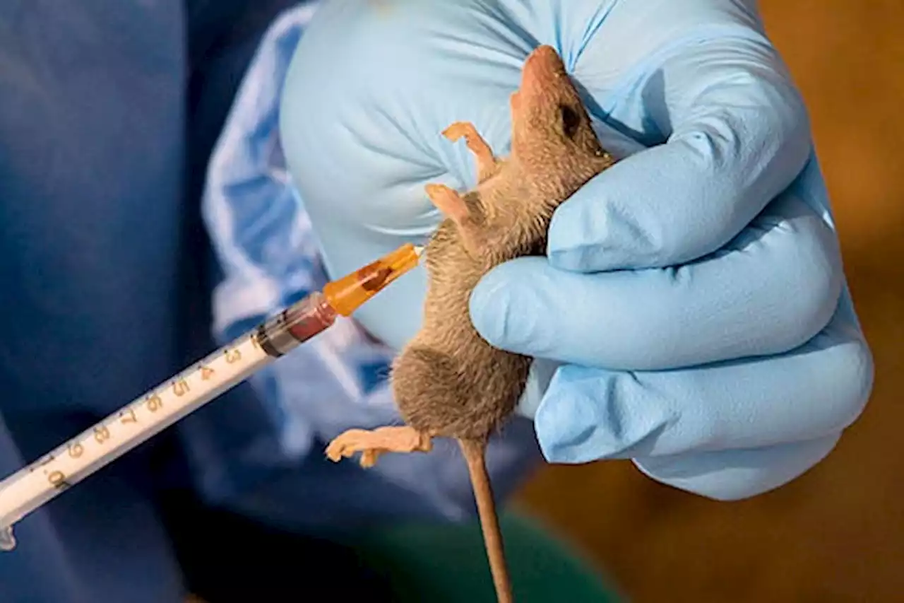 Lassa Fever: Nigeria records two deaths, 39 infections in one week