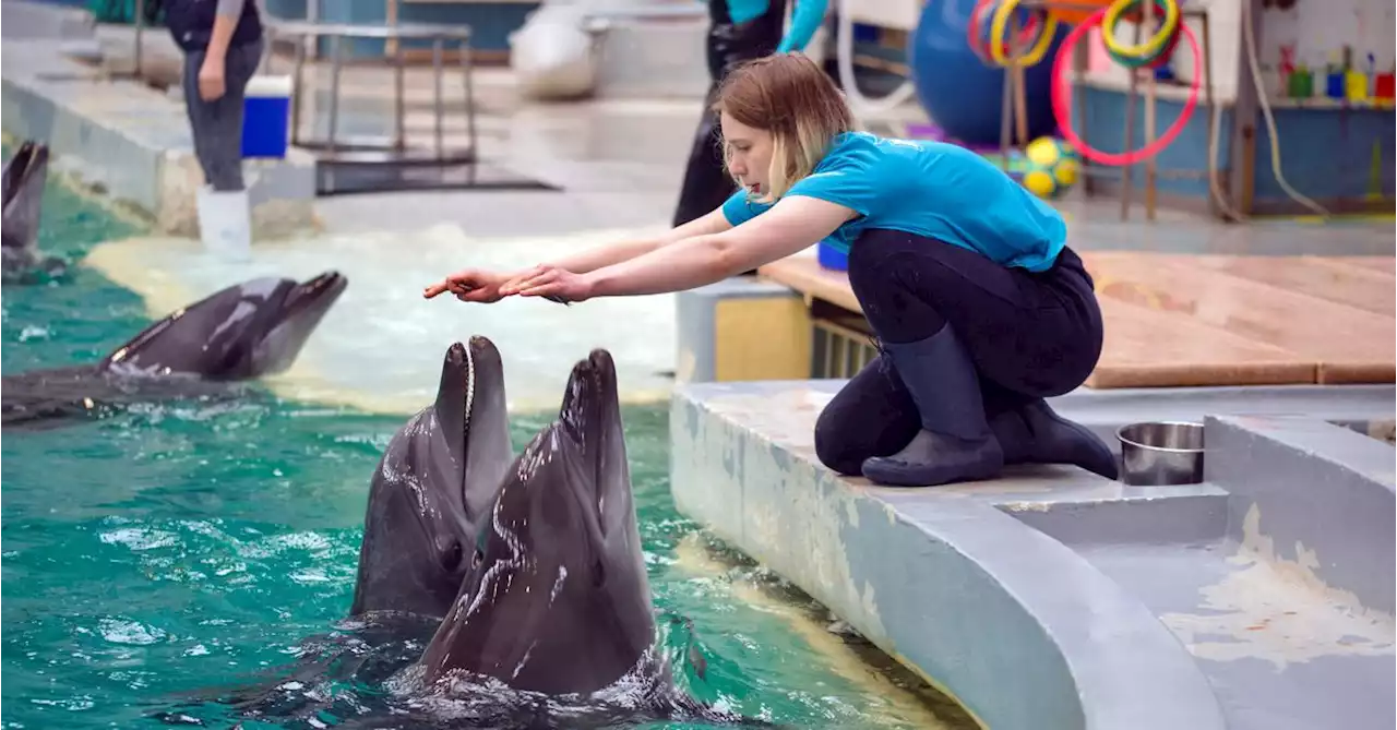 Ukrainian dolphins find new home in Romanian aquarium