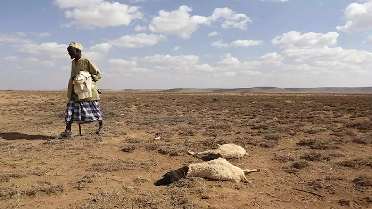 Ethiopia hit by drought, kills livestock amid fears of what comes next - SABC News