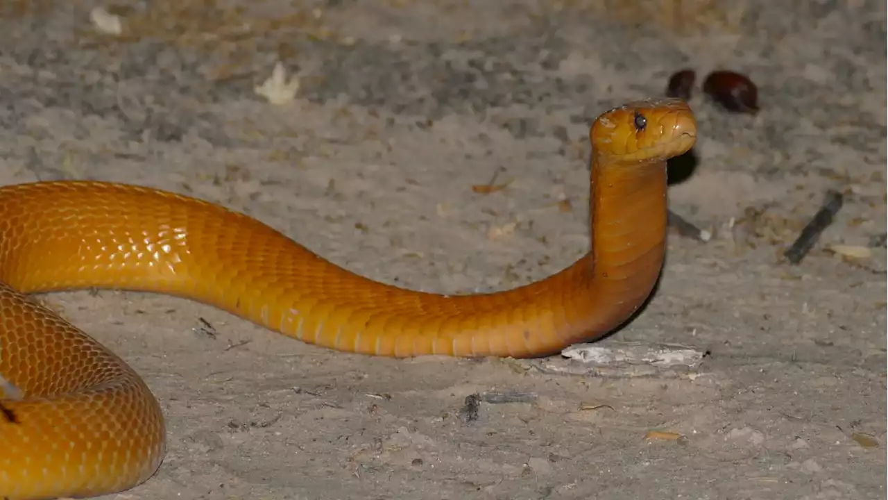 Pilot Somehow Lands Plane After Deadly Cobra Slithered Up His SHIRT