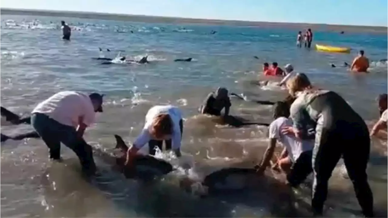 Con una “cadena humana”, rescataron a más de 300 delfines que quedaron varados cerca de Las Grutas